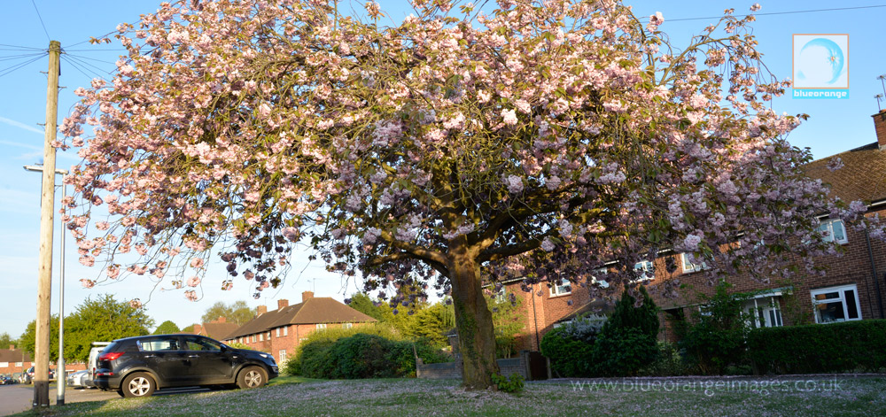 Blue Orange Images, Abbots Langley venues