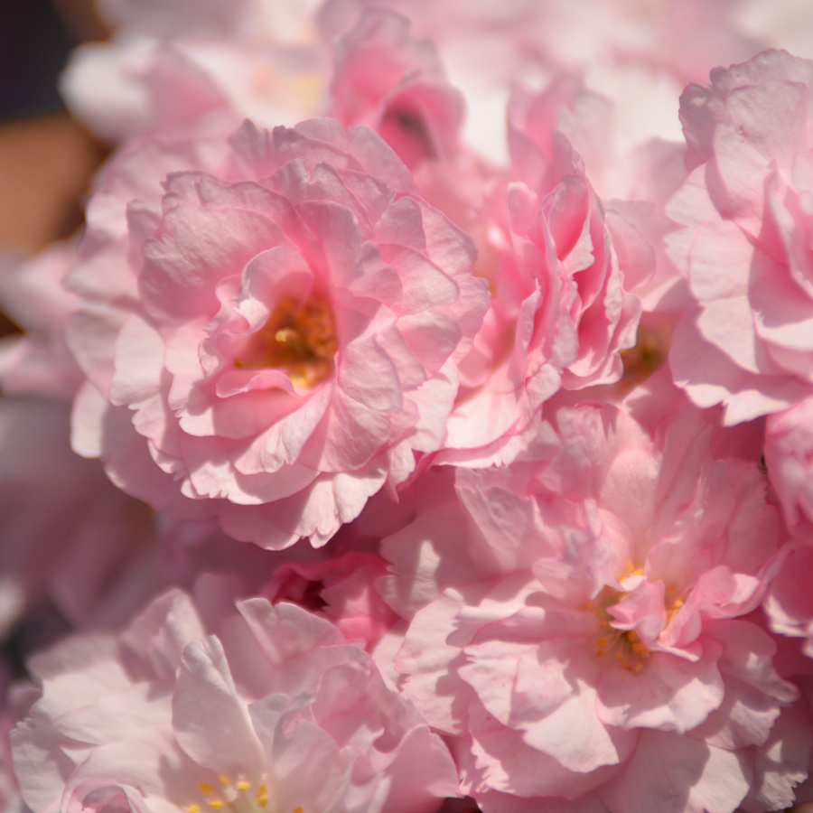 Abbots Langley blossom photos